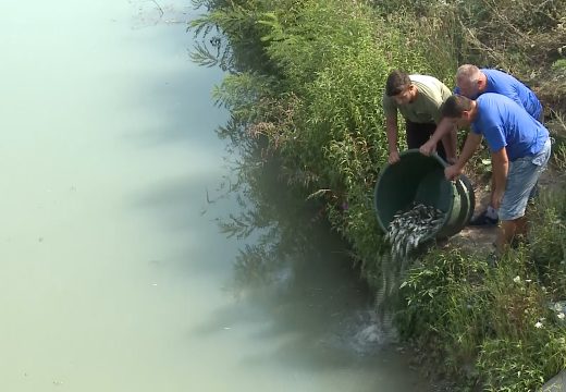 Semberija: Počinje poribljavanje šaranskom mlađi