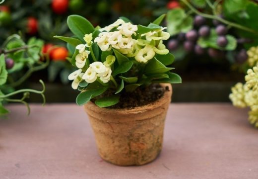 Da li znate kako pravilno da zalijevate cvijeće na ovim vrućinama