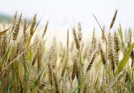 Ministar Minić u Bijeljini na „Danima polja strnih žita“