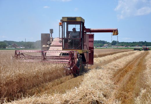 Najneizvjesnija žetva do sada