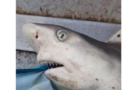 Morski pas ulovljen kod Herceg Novog