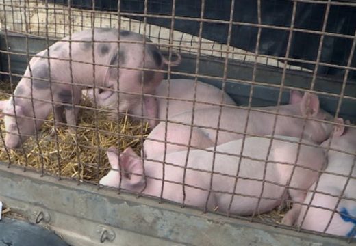 Aktivno 138 žarišta afričke kuge svinja, od kojih je 128 u Bijeljini