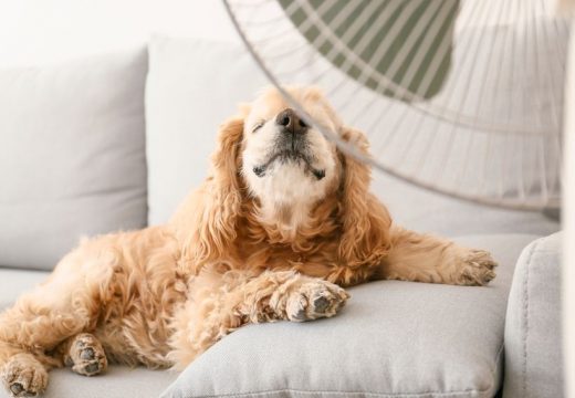 Danas vruće i sparno, temperatura i do 40 stepeni