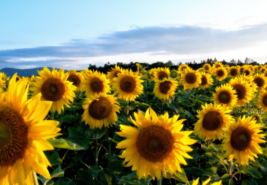 Znate li ko nosi oznaku suncokreta i šta ona znači