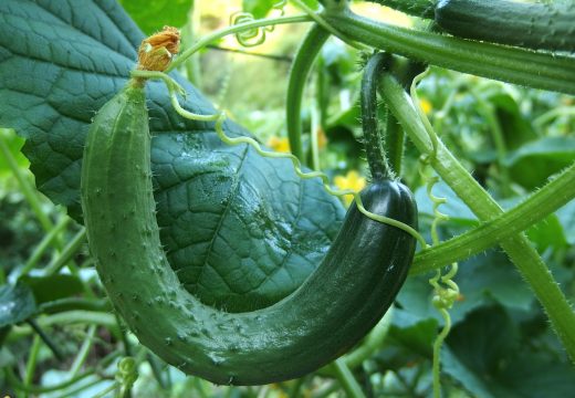 Zalivajte krastavce ovim rastvorom, rodiće duplo više