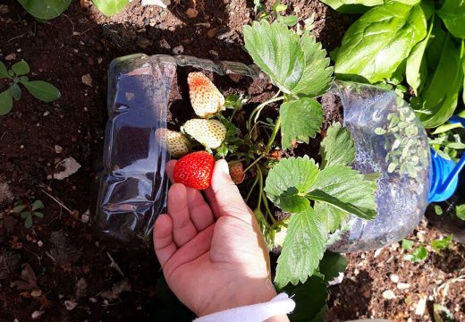 Šljivovice i slatinskih jagoda neće biti ni za lijeka (FOTO)