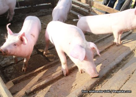 Afrička kuga svinja otkrivena i u FBiH