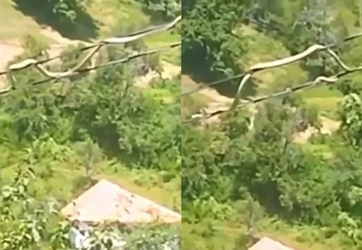 Pogledajte kako se zmija kreće po kablovima od dalekovoda