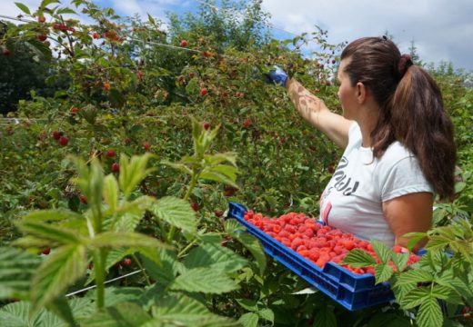 Bratunac dobija fabriku za preradu malina
