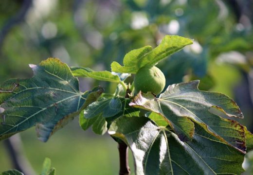 Sigurno tržište za smokve i nar