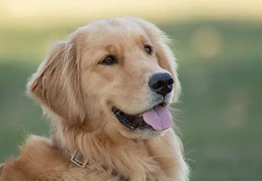Trebao da se ženi u Italiji pa mu pas uništio pasoš pred put