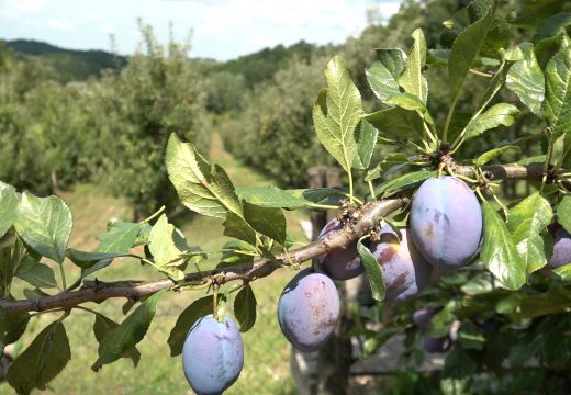 Smanjen prinos i kvalitet voća: Najveći dio roda završiće u preradi