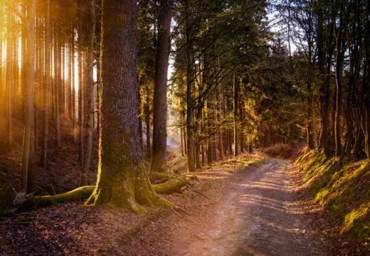 Danas pretežno sunčano: Temperatura vazduha do 38 stepeni