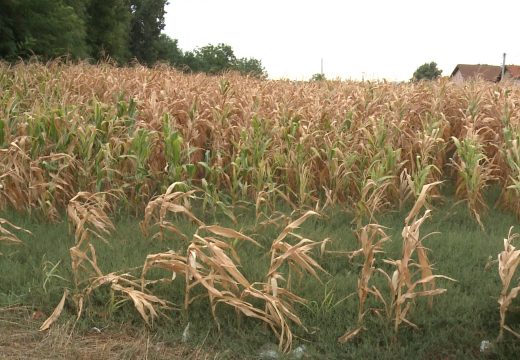Loša godina za proizvođače: Očekuje se manji prinos kukuruza