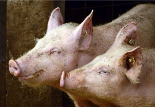 Stočari čekaju “zeleno svjetlo” za klanje svinja