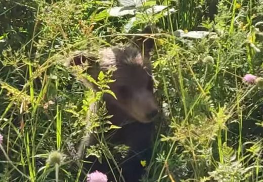 Medvjedić snimljen kako se igra u cvijeću (Video)