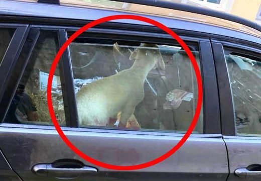 Nijemci iz Hrvatske poveli odbačeno jagnje