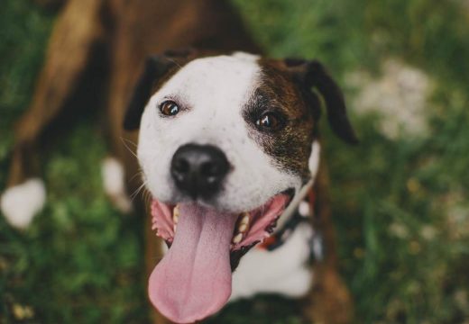 Pitbul izgrizao automobil (Foto)