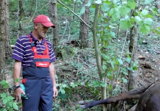 Medvjed usmrtio kravu za koju Hajrudin i sad otplaćuje kredit