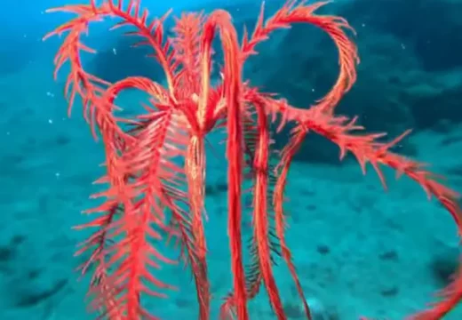 U Jadranskom moru snimljena nestvarno lijepa morska zvijezda