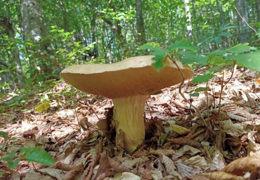 Vodeći naučnik “Roskosmosa” blizak Putinu se otrovao gljivama