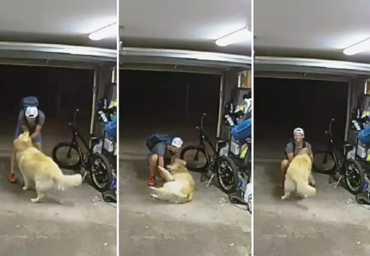 Zlatni retriver naišao na lopova u garaži, pa se oduševio (VIDEO)