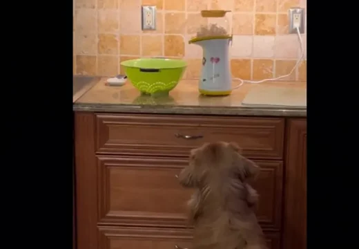 Zlatni retriver uživa gledati kako se peku kokice