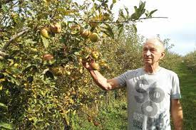 Voćarstvo postalo kao lutrija