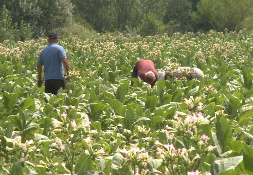 Berba duvana u Semberiji u punom jeku (FOTO)