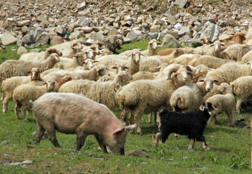 Šta će biti skuplje, jagnjad ili svinje?