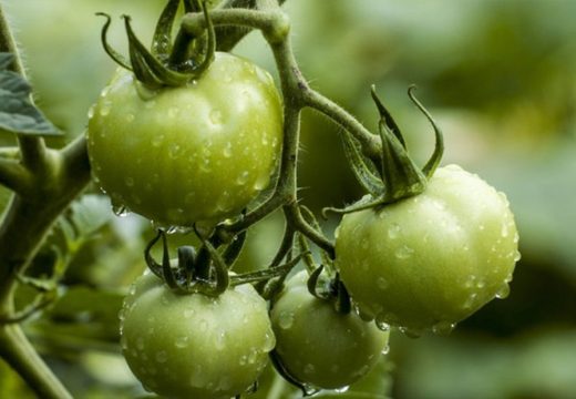 Slatko od zelenog paradajza poslastica za hladne zimske dane