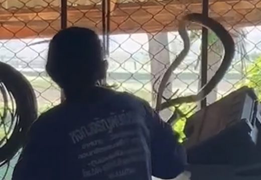 Baka (85) se upustila u borbu sa zmijom (VIDEO)