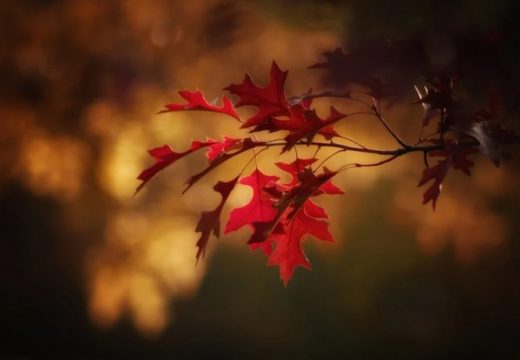 Danas razvedravanje i toplije