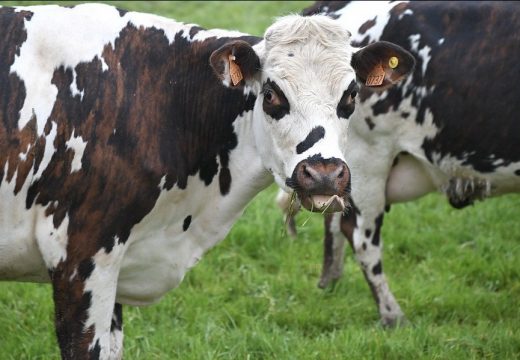 Uginule krave, zaražene i ovce