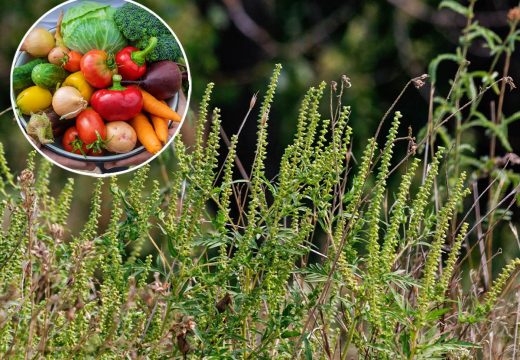 Alergija na ambroziju je najjača u septembru