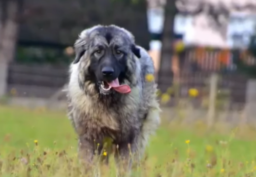 Šarplaninac ujeo dječaka u školskom dvorištu