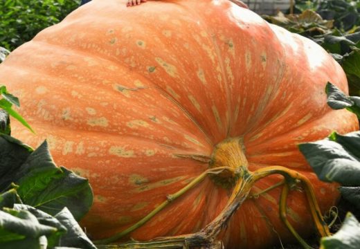 Dvorište ovog čovjeka postalo prava atrakcija: Uzgojio bundevu od 326 kilograma, pomjerali je bagerom