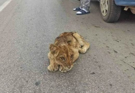 Lav u Subotici?! Ljudi u nevjerici gledali u “kralja životinja” (Foto)