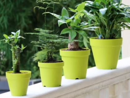 Ove biljke su sobne ljepotice i neuništive su