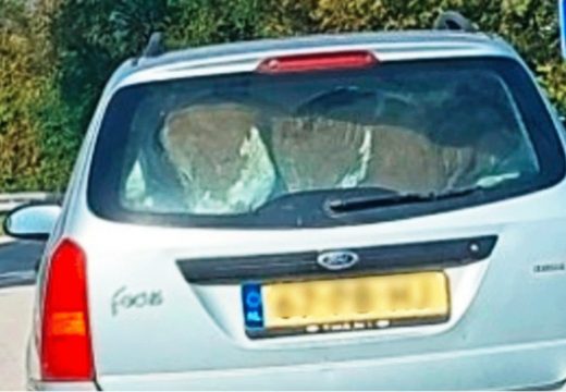 Sanski Most: Živo tele prevozio u autu (FOTO)