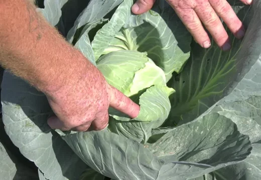 Skup kupus u Semberiji