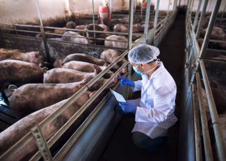 Isplaćeno 333.085 KM za veterinarske organizacije
