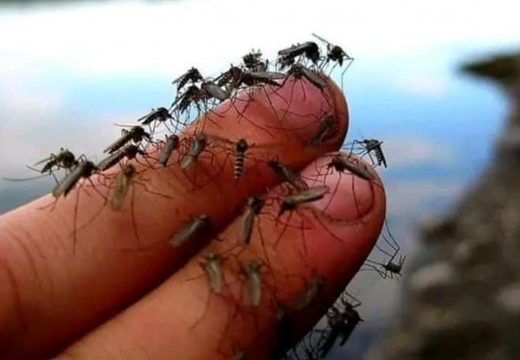 Više od 60 slučajeva groznice Zapadnog Nila u Srbiji