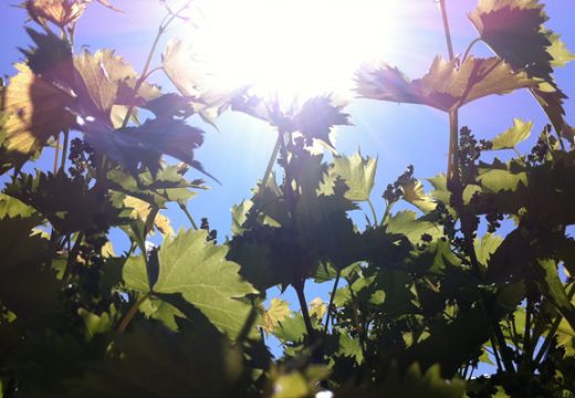 Sunčano i toplo, uveče moguća prolazna kiša