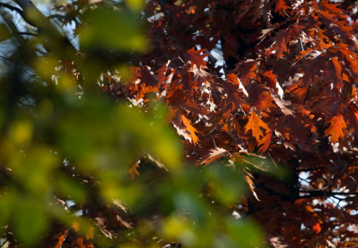 Vremensk aprognoza: Danas sunčano, u kotlinama moguća magla