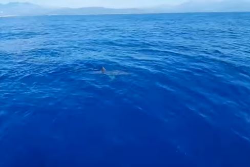 Snimiljeno jedno od najrjeđih i najjezivijih životinja na svijetu (VIDEO)