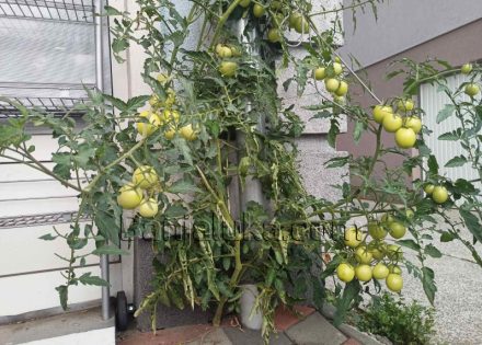 Banjaluka: Čarobni paradajz iz Derviša (Foto)