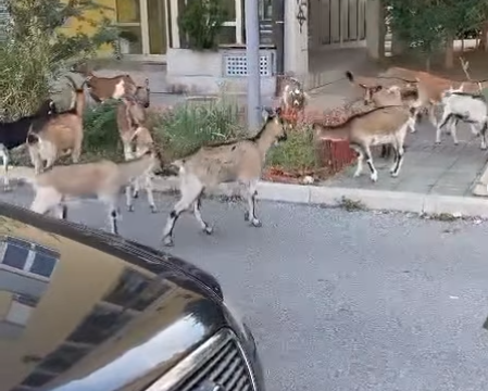 Beograđane iznenadili neočekivani gosti (Video)