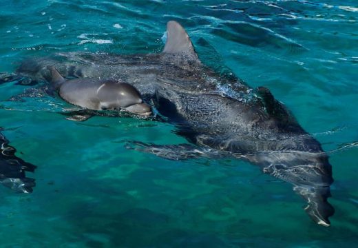 More izbacilo mladunče delfina, spasio ga muškarac