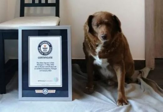 Imao je 31 godinu: Uginuo je Bobi, najstariji pas na svijetu